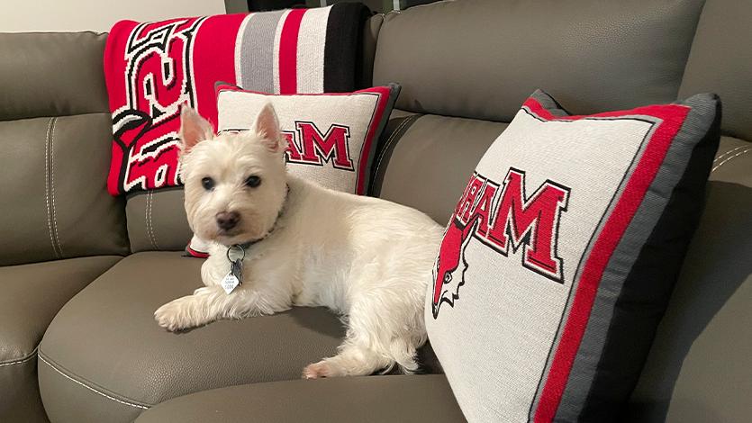 image of: Abbe is the Weinman’s 13-year-old Westy and a big Marist fan